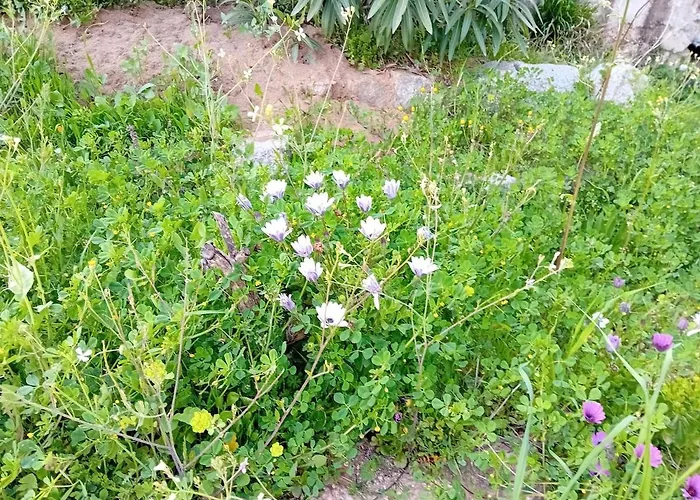 Hébergement de vacances La Maison Sous Les Oliviers Casa D'iloa