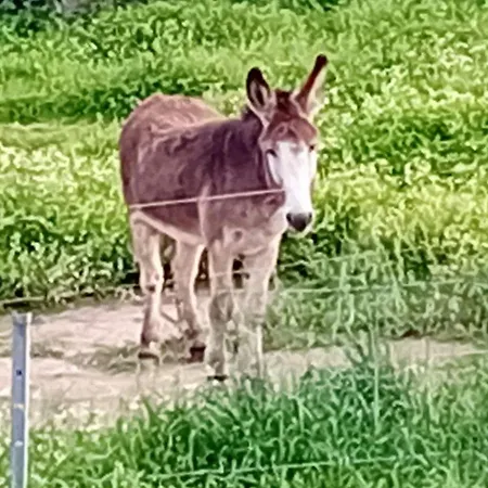 La Maison Sous Les Oliviers Casa D'iloa * Porto-Vecchio (Corsica)