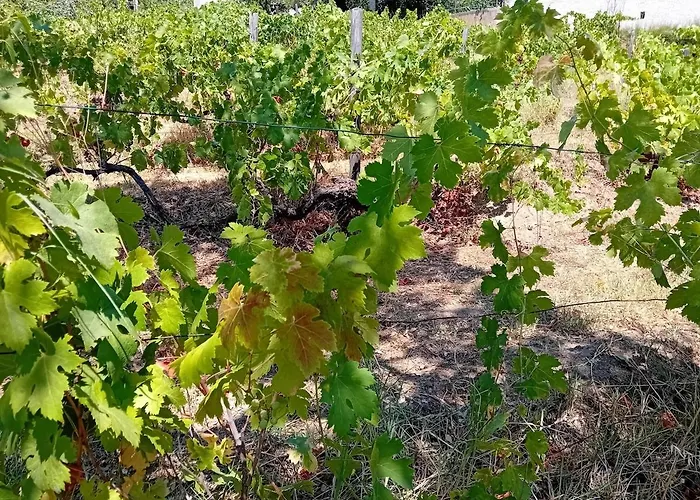 La Maison Sous Les Oliviers Casa D'iloa * Porto-Vecchio (Corsica)