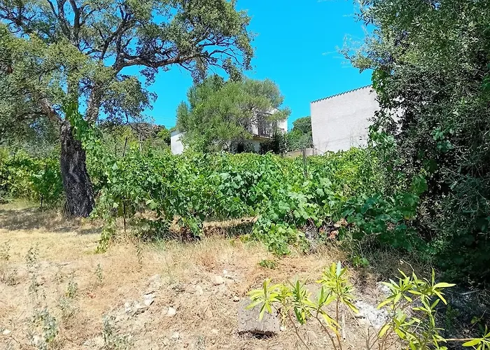 Vakantiehuis La Maison Sous Les Oliviers Casa D'iloa Porto-Vecchio (Corsica)